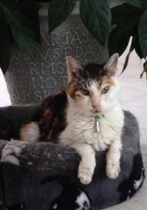 Poes Mariette Dietzcoaching Hoofddorp