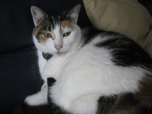 Poes Mariette Dietzcoaching Hoofddorp