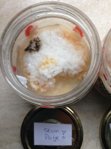 Rijstexperiment Mariette Dietz Coaching