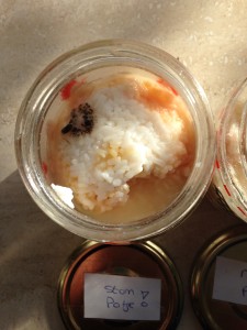 Rijstexperiment Mariette Dietz Coaching