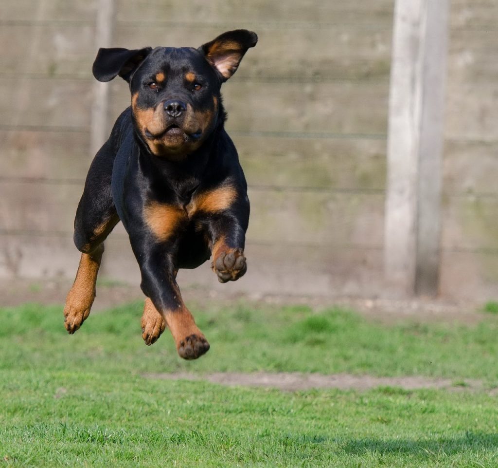 angst hond eft
