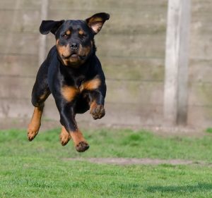angst hond eft